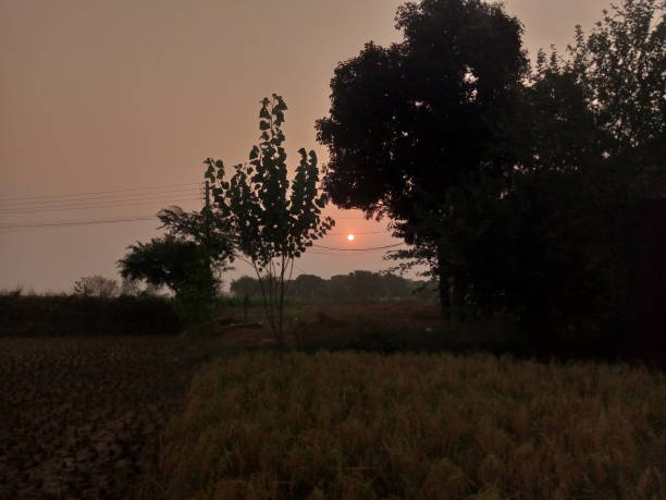 Bilal Mehmood